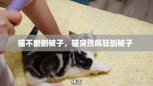 貓不斷刨被子，貓突然瘋狂刨被子 