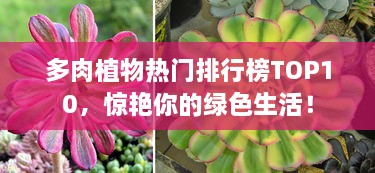 多肉植物熱門排行榜TOP10，驚艷你的綠色生活！