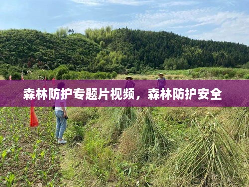 森林防護(hù)專題片視頻，森林防護(hù)安全 