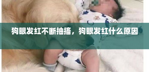 狗眼發(fā)紅不斷抽搐，狗眼發(fā)紅什么原因 