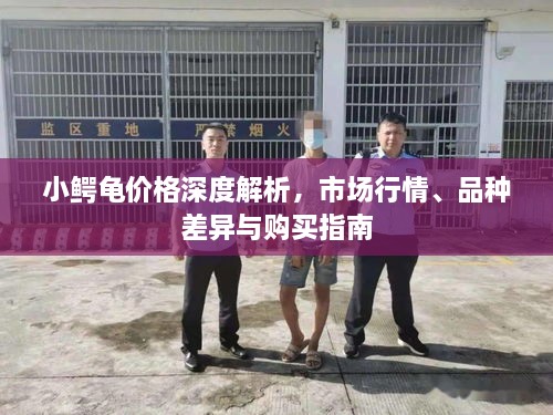 小鱷龜價(jià)格深度解析，市場(chǎng)行情、品種差異與購買指南