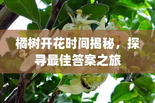 橘樹開花時(shí)間揭秘，探尋最佳答案之旅