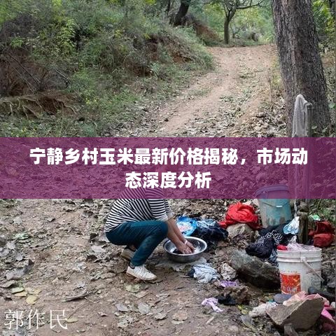 寧靜鄉(xiāng)村玉米最新價(jià)格揭秘，市場動(dòng)態(tài)深度分析