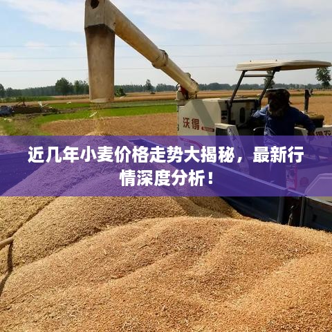 近幾年小麥價格走勢大揭秘，最新行情深度分析！