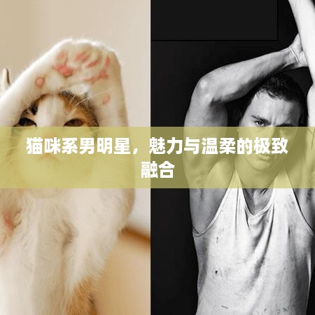 貓咪系男明星，魅力與溫柔的極致融合