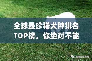 全球最珍稀犬種排名TOP榜，你絕對不能錯過！